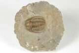 Beautiful, Proetid (Diademaproetus) Trilobite - Morocco #204461-3
